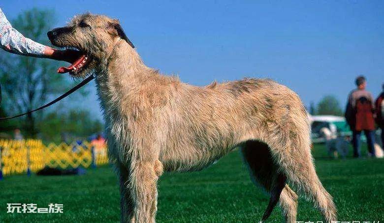 体型最大的狗排行榜前十名(世界上最大的犬种有多高)-图片5